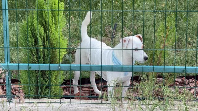 Jack russell terrier dog behind green fence
