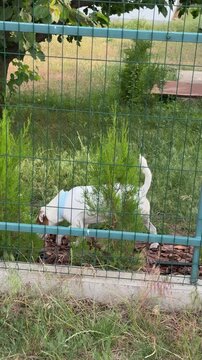 White dog walking behind green fence