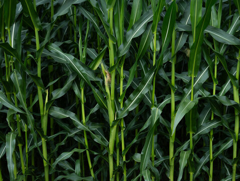 Close up of corn stalks with bright green texture leaves growing in cultivated field along Aare river Aareschlucht Switzerland