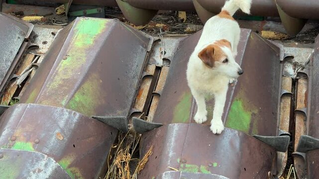 Jack russell terrier dog walking on combine harvester blades