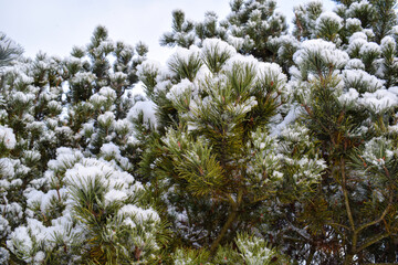 Snow covered pine tree branches with fresh winter snowfall © Olesia