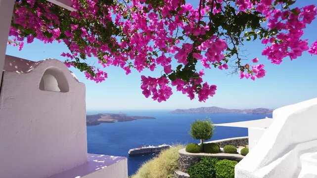 White architecture in Santorini island, Greece. Beautiful terrace with blooming pink flowers. Blue sea and the blue sky at sunny day. Travel and summer vacation concept. 

