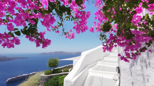 White architecture in Santorini island, Greece. Beautiful terrace with blooming pink flowers. Blue sea and the blue sky at sunny day. Travel and summer vacation concept. 
