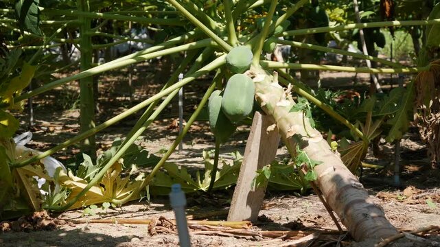 Green papaya fruits grow on a tree in a sunny plantation with support poles. Crop cultivation.