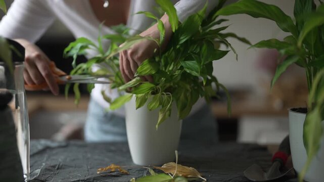 Woman repotting and pruning houseplant in pot at home.