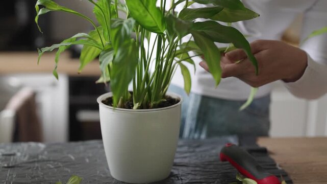 Woman repotting and pruning houseplant in pot at home.