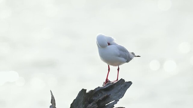 Silver Gull perched on driftwood, preening in strong coastal wind. Natural behaviour in real habitat.
