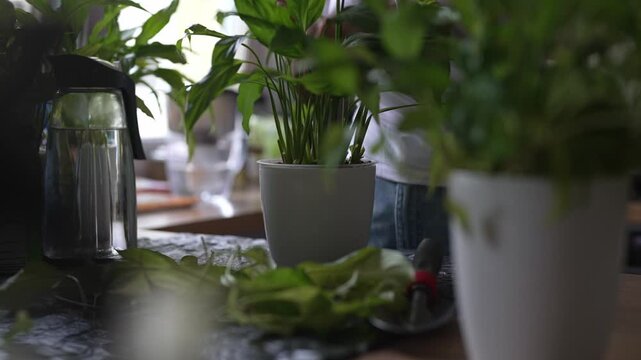 Woman repotting and pruning houseplant in pot at home.