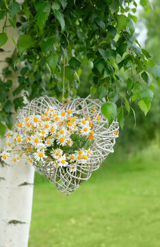 Beautiful decorative wicker heart with chamomile flowers on birch tree. floral rustic composition. summer background. chamomile flower - symbol holiday of Family, love and Loyalty, 8 july holiday