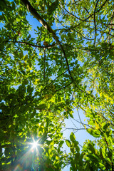 Fototapeta premium Sunlight Through Lush Green Fruit Tree Canopy