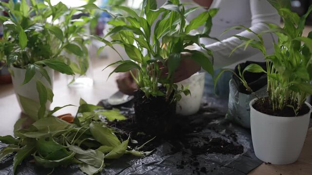 Woman repotting and pruning houseplant in pot at home.