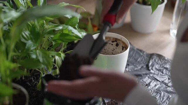 Woman repotting and pruning houseplant in pot at home.