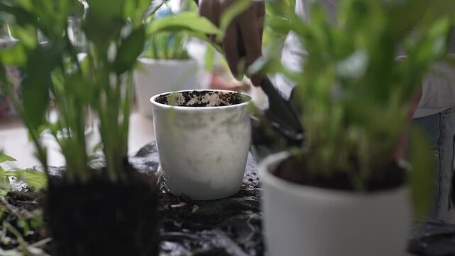 Woman repotting and pruning houseplant in pot at home.