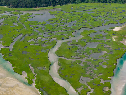 Narrow channels meander through a beautiful and extensive salt marsh in Pleasant Bay, Cape Cod. Marshes provide critical habitat for many birds, fish, and marine invertebrates to feed, mate, and nest.