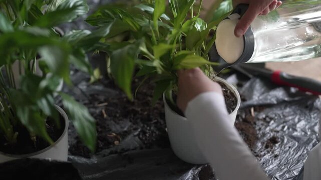 Woman watering potted houseplant immediately after repotting at home.