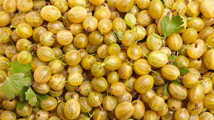 Fresh gooseberries with green leaves arranged closely together on a textured surface, showcasing their round shape and smooth skin in a natural setting © mikeosphoto