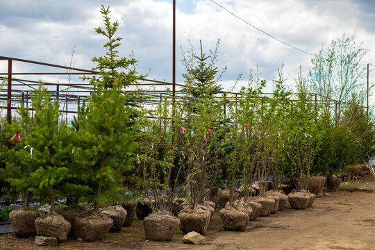 seedlings for sale at a fruit nursery