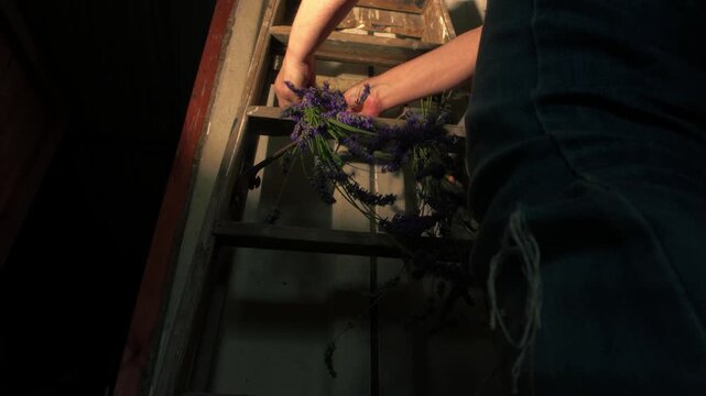 Hand tying bunch of lavender flowers with string for drying in cool dark room