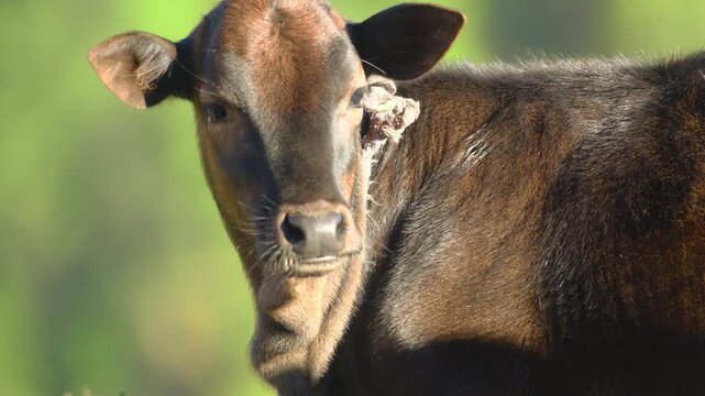 Close Up Portrait Of Cute Brown Calf Looking Cautiously At Camera