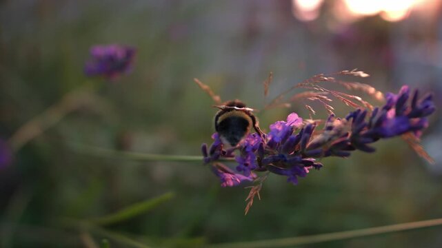 Bumble bee climbing on lavender and flower and flies away