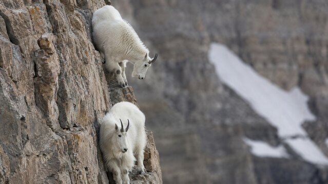 Mountain goats navigating steep rocky cliff in alpine wilderness with rugged peaks and dramatic natural landscape