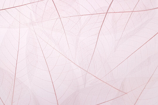 Abstract pink background, texture of dry leaf skeletons with natural pattern
