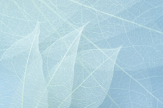 abstract leaf vein patterns, light delicate background