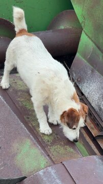 Curious jack russell terrier dog exploring agricultural machinery