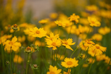 Obraz premium Meadow with yellow flowers, beautiful summer greeting card, selective focus