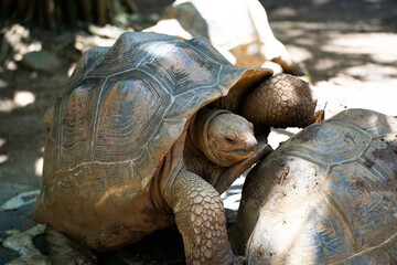 Fototapeta premium Giant tortoises mating on forest path