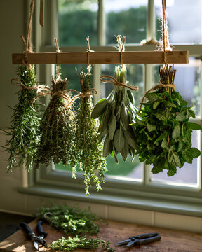 Bunches of garden herbs hanging to dry in a kitchen
