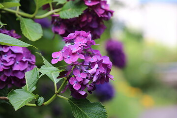 Obraz premium A close-up of a large, vibrant purple hydrangea flower cluster drooping slightly on a leafy branch, creating a gentle contrast with the softly blurred green bokeh background.