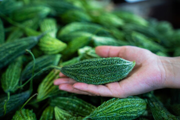 Fresh bitter melon in hand at market © ProShine Studio