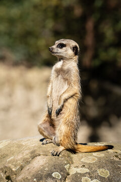 Full length portrait of a cute suricate or meerkat watching the surroundings on a sunny day. Wildlife photography with a soft blurred background.