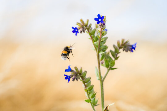 Bumblebee in flight next to Viper's Bugloss Flower