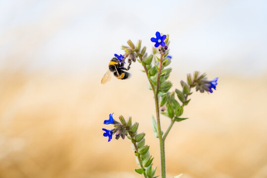 Bumblebee sitting on Viper's Bugloss Flower on a sunny summer day