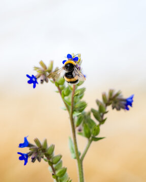 Portrait shot of Bumblebee sitting on Viper's Bugloss Flower