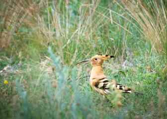 Eurasian hoopoe bird on grassy ground on blurred natural background, Upupa epops © Ewald Fröch