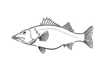 Hand-drawn Line Art Illustration of an Ara Fish (Niphon spinosus), Side View, Isolated on White © AiGon