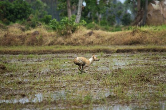 Dog running through muddy paddy field captured mid leap