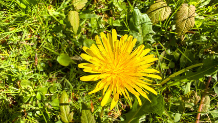 Yellow dandelion flower blooming in green grass in spring © FlorianSchultze