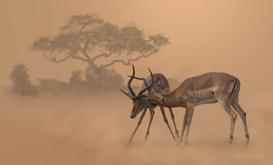 Two fighting impala rams with their horns locked in a dusty environment © Louis