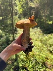 A beautiful mushroom, aspen mushroom, birch boletus, edible, whole, in the forest, with a leaf, held in hand closeup © Vitaminka_ru