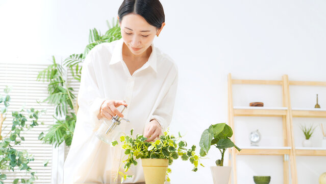 植物にスプレーする女性。ガーデニング、園芸、観葉植物、趣味、水やり、肥料、防虫、お手入れ、インドア