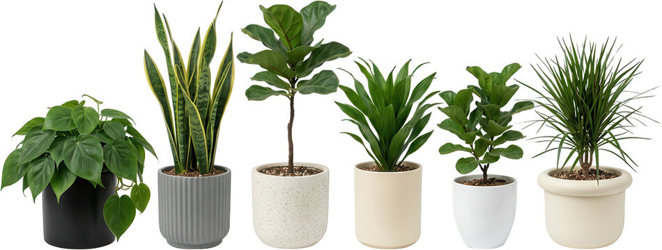 A collection of six diverse potted houseplants arranged side by side showcasing various foliage and decorative containers potted plants indoor plants home decor green snake plant