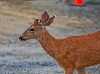 Blacktail Spike Buck in Velvet © Larry