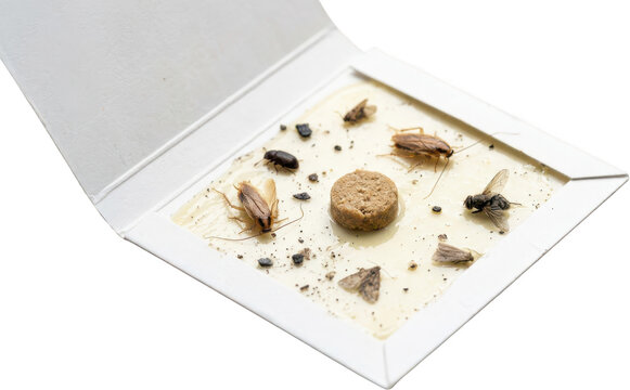 Open white sticky trap with several dead cockroaches flies moths and a small beetle caught in adhesive substance with bait 175 characters fly insect pest infestation control