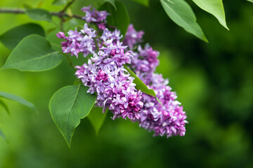 Obraz premium Lilac flowers on a sunny summer day. Macro photo with selective soft focus of a flowering woody plant in spring garden