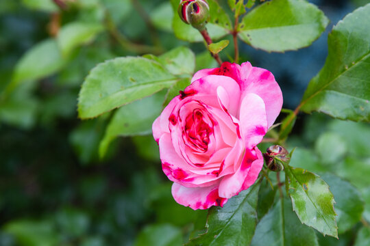 Delicate pink rose with variegated petals captured in close-up against lush green leaves, evoking romance, beauty and natural elegance in a garden setting. Soft textures and vibrant color