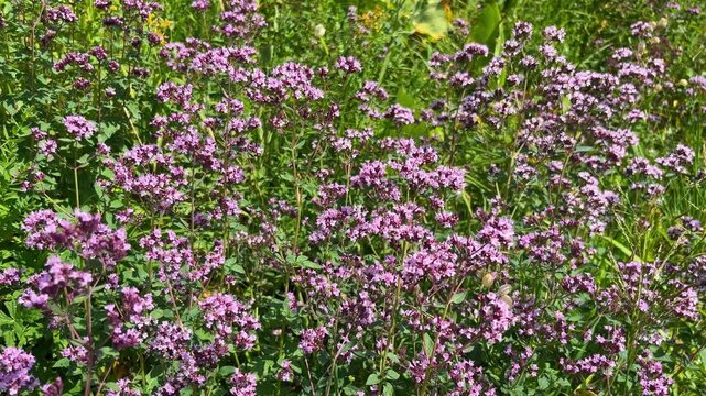 Beautiful wild oregano, also known as origanum vulgare or wild marjoram, blooming in a vibrant summer meadow and gently swaying in the wind